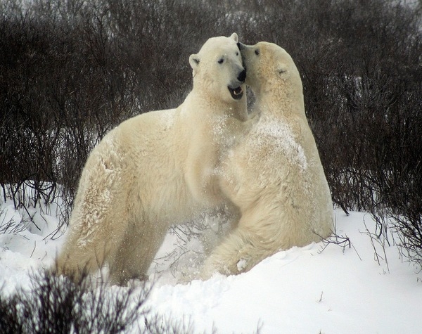 Polar Bear and Tundra Trails