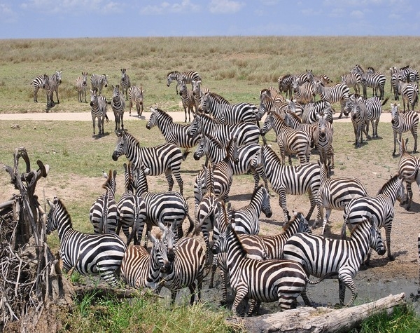Classic Kenya Experience